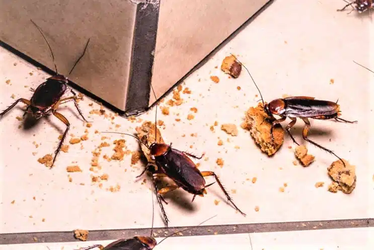 Comment minimiser la présence des insectes dans votre maison pendant l’été ?