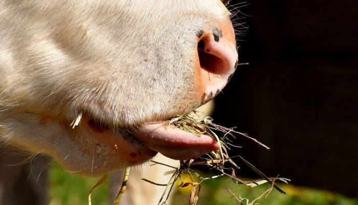 Des Solutions Pour Mieux Nourrir Les Animaux