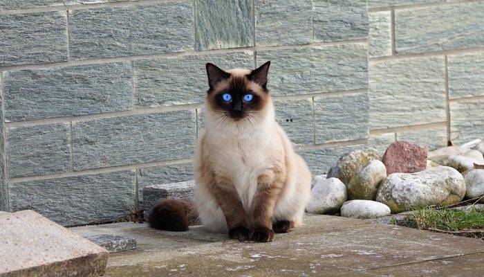 Le Chat Siamois, Le Prince Des Chats