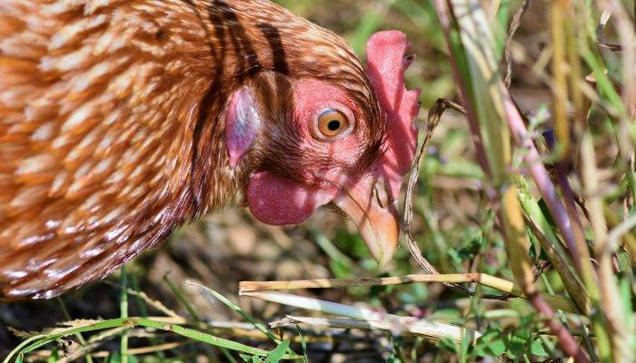 Les Conseils Pour Prendre Soin De Ses Poules
