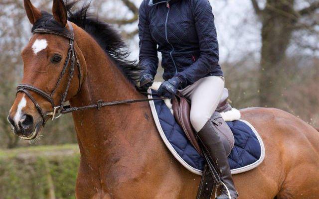 Equipement De Base Dont Vous Avez Besoin Pour Votre Premier Cheval