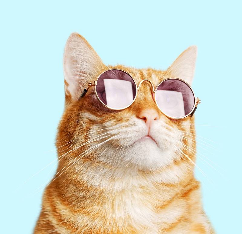 Comment Nourrir Mon Chat Apres Castration Today Reviews Comment Nourrir Mon Chat Apres Castration Today Reviews